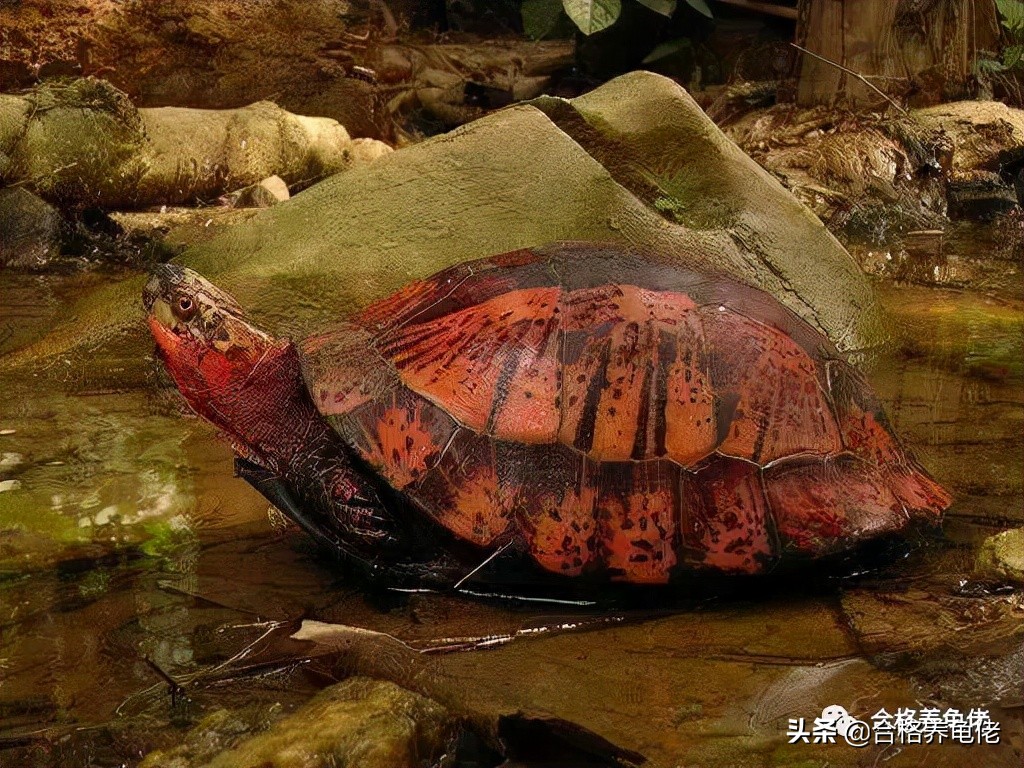 半水养龟怎么处理粪便呢,十种新手养的半水龟