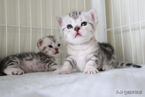 母猫难产应该怎么办,母猫难产有哪些原因