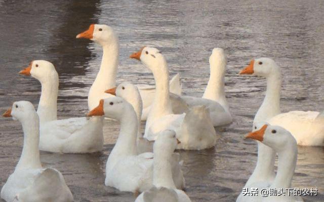 在农村霍乱为鹅禽的常见病，从病原到防治，为您剖析