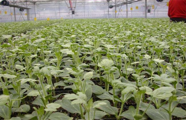 甜瓜育苗技术,甜瓜育苗需要什么肥料