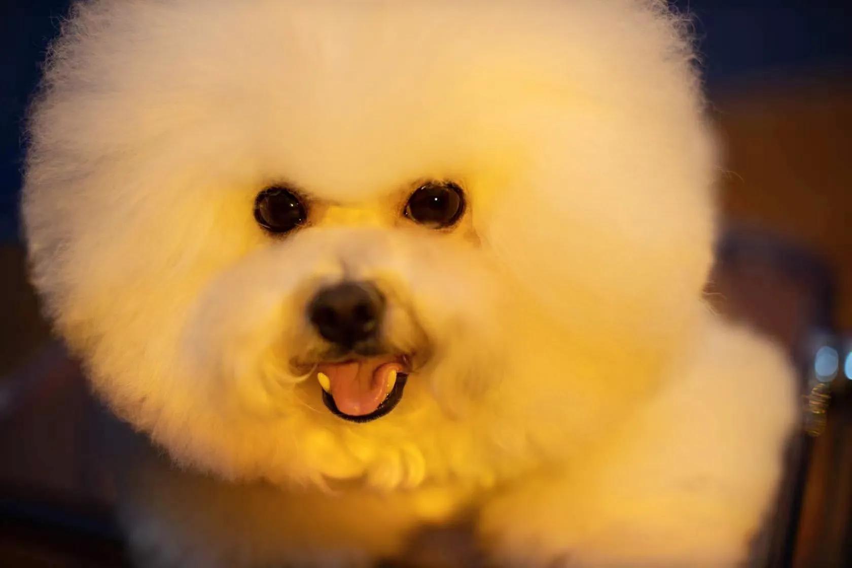 在犬舍一只精品比熊多少钱,比熊犬舍繁殖出售重庆