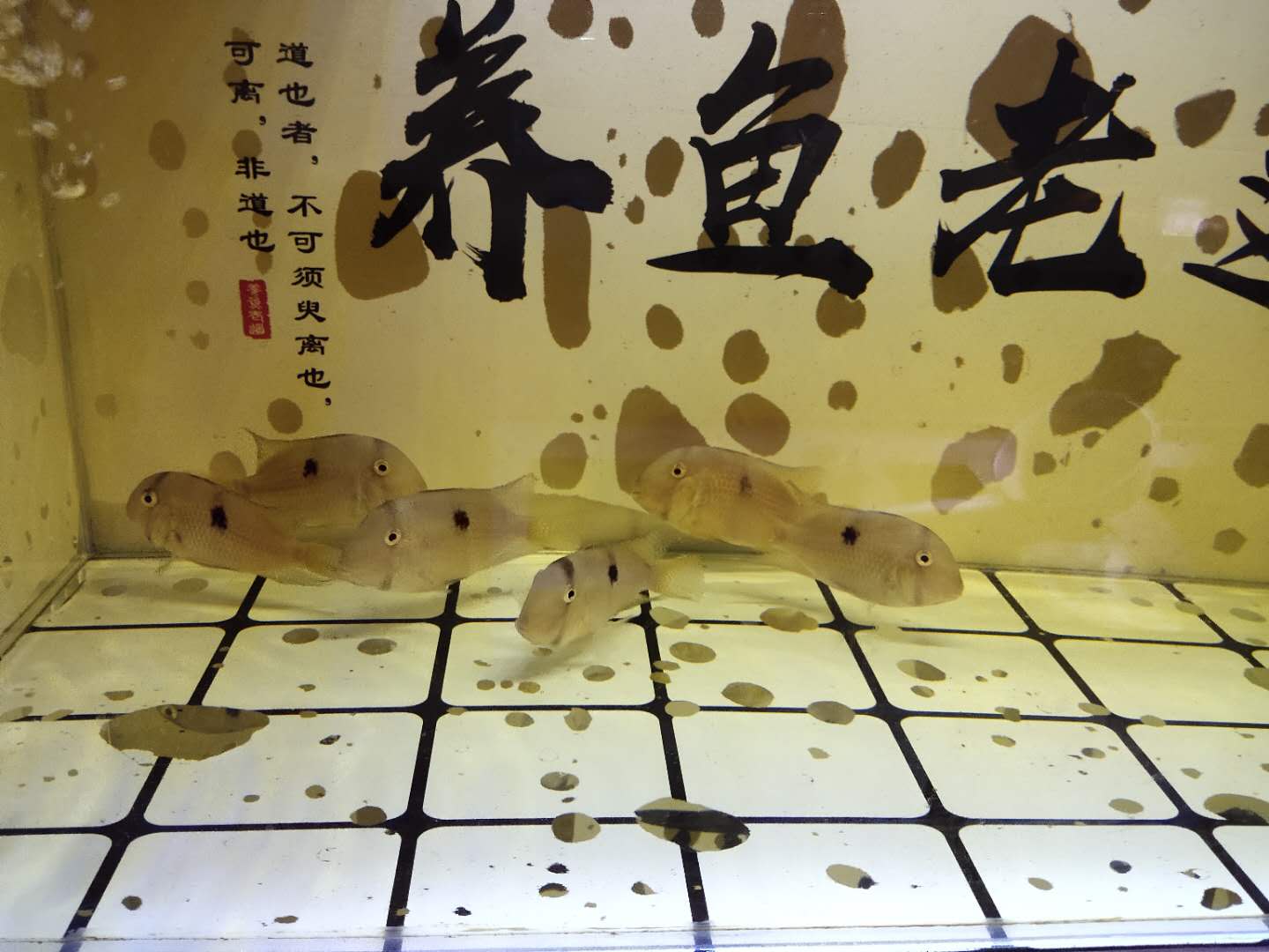 买观赏鱼回来要注意什么,观赏鱼新鱼到家身上烂了怎么办