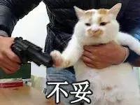 猫咪怀孕准备的东西全套,猫咪怀孕准备要生了有什么症状