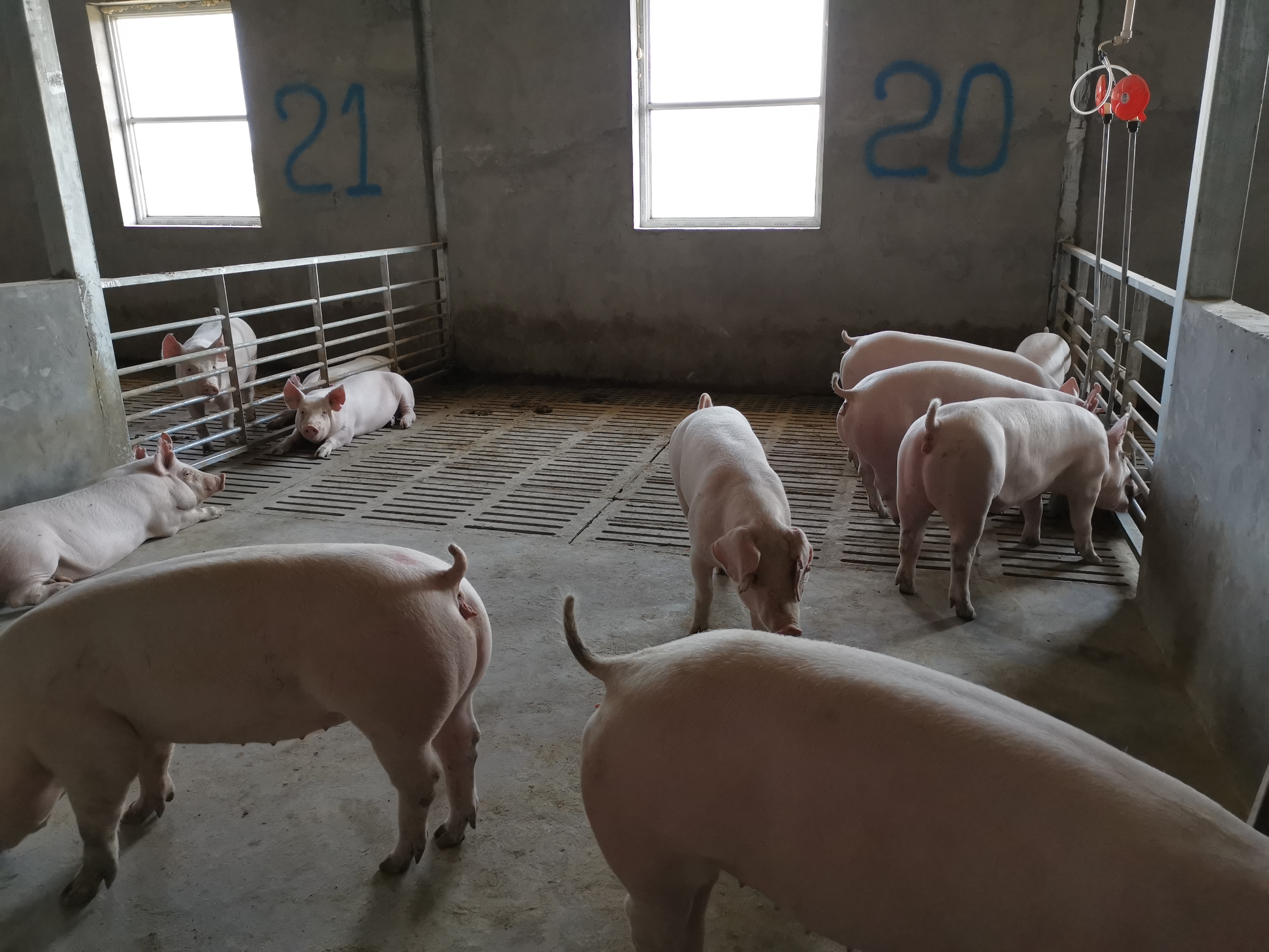 养猪人必看：仔猪黄痢综合防治妙招大全