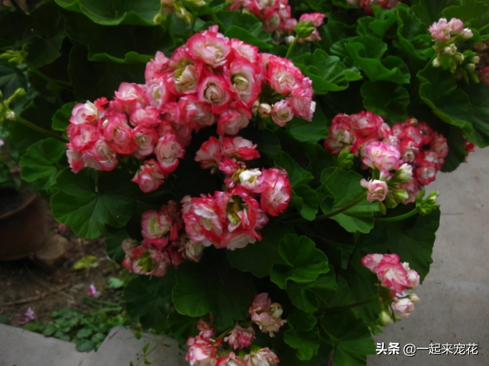 好看又勤花的天竺葵,天竺葵日本碗的养护方法