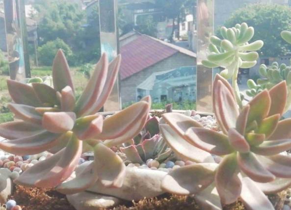 多肉叶子变软了蔫蔫的怎么救活,多肉叶子发软打蔫儿怎么处理