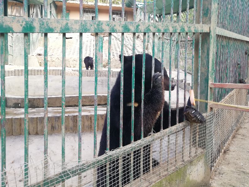 洛阳栾川竹海野生动物园值得去吗,洛阳栾川竹海野生动物园都有什么