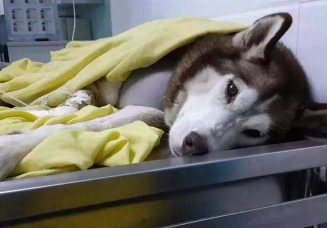 小奶狗生病了去打针,小奶狗被主人打会记仇吗