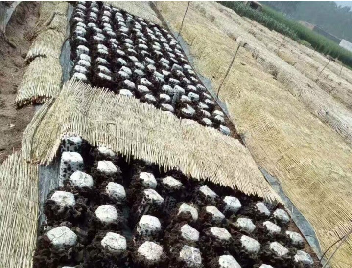 【原创】黑木耳代料栽培技术