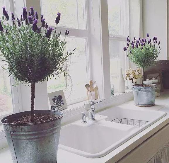 薰衣草用什么肥料最好生根快,薰衣草盆栽用什么肥料最好