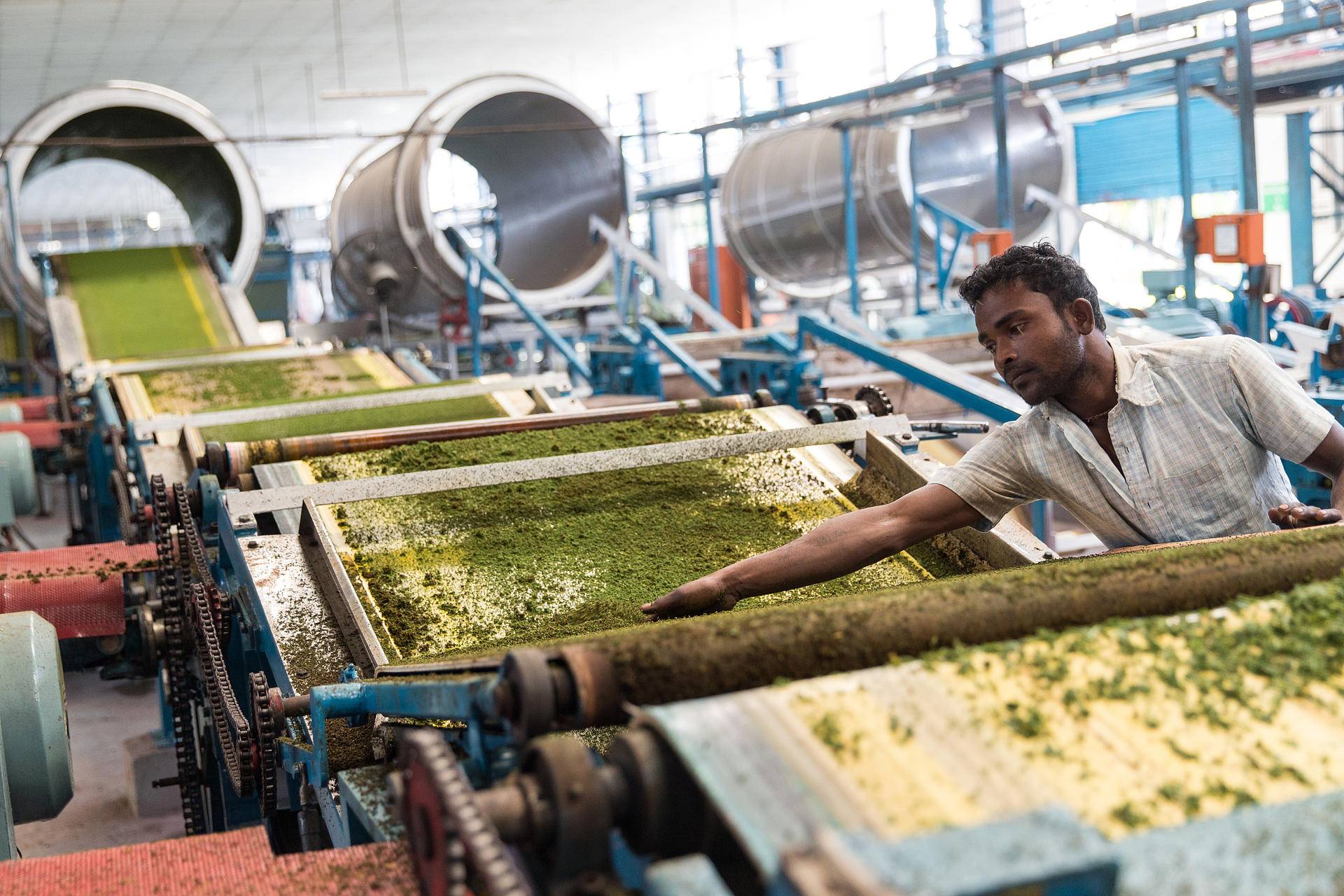印度疫情加重，顶级茶叶烂在地里没人采，大吉岭茶农损失超2亿