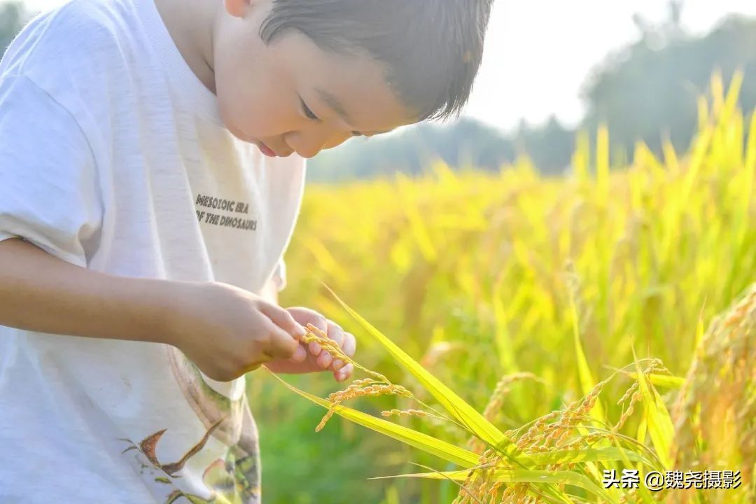 北京北坞公园里的京西稻又熟了,曾经只有皇上才能吃上这儿的大米