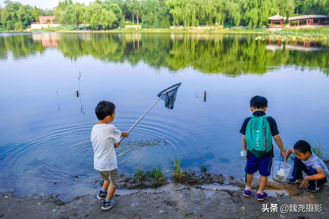 北京北坞公园里的京西稻又熟了,曾经只有皇上才能吃上这儿的大米