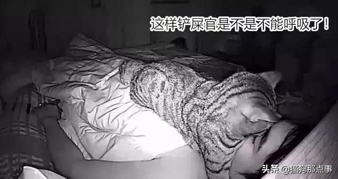 养了5年的猫居然让我丢掉,养了五年的猫很想把它扔了