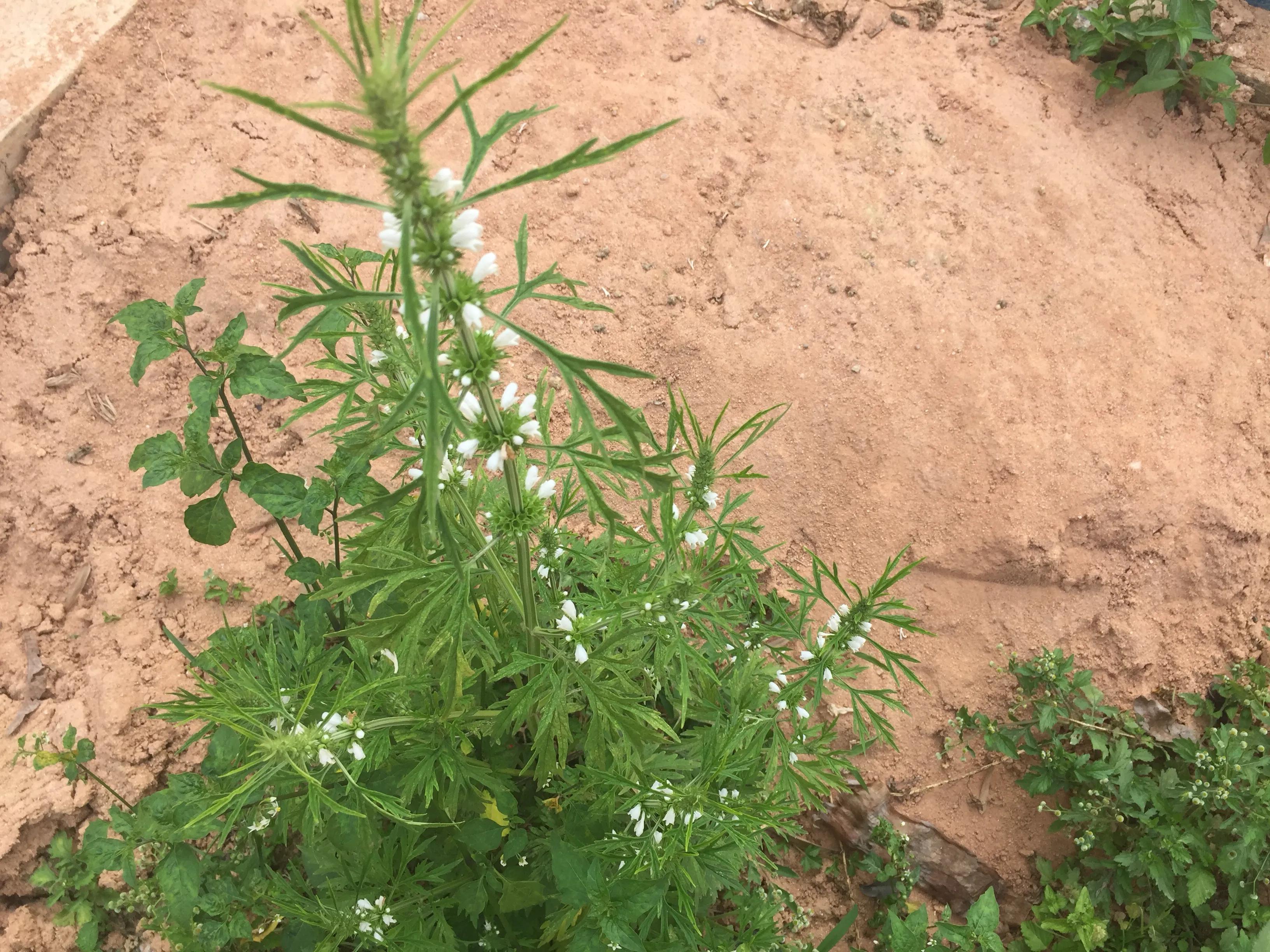 农村路边常见的益母草,用途可不小,解决了很多女性朋友的烦恼