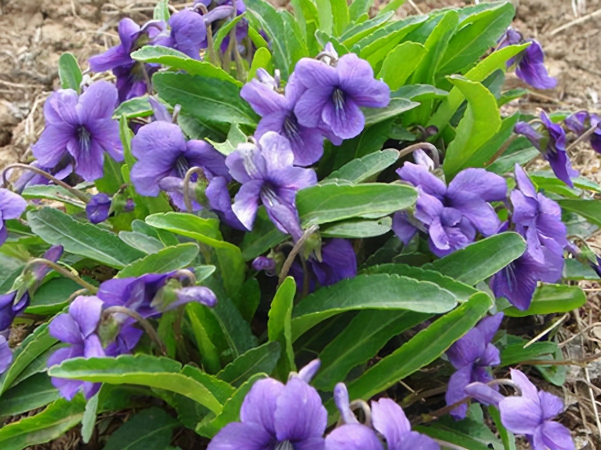 农村常吃的40种野菜你吃过几种呢,这10多种野菜你吃过哪些