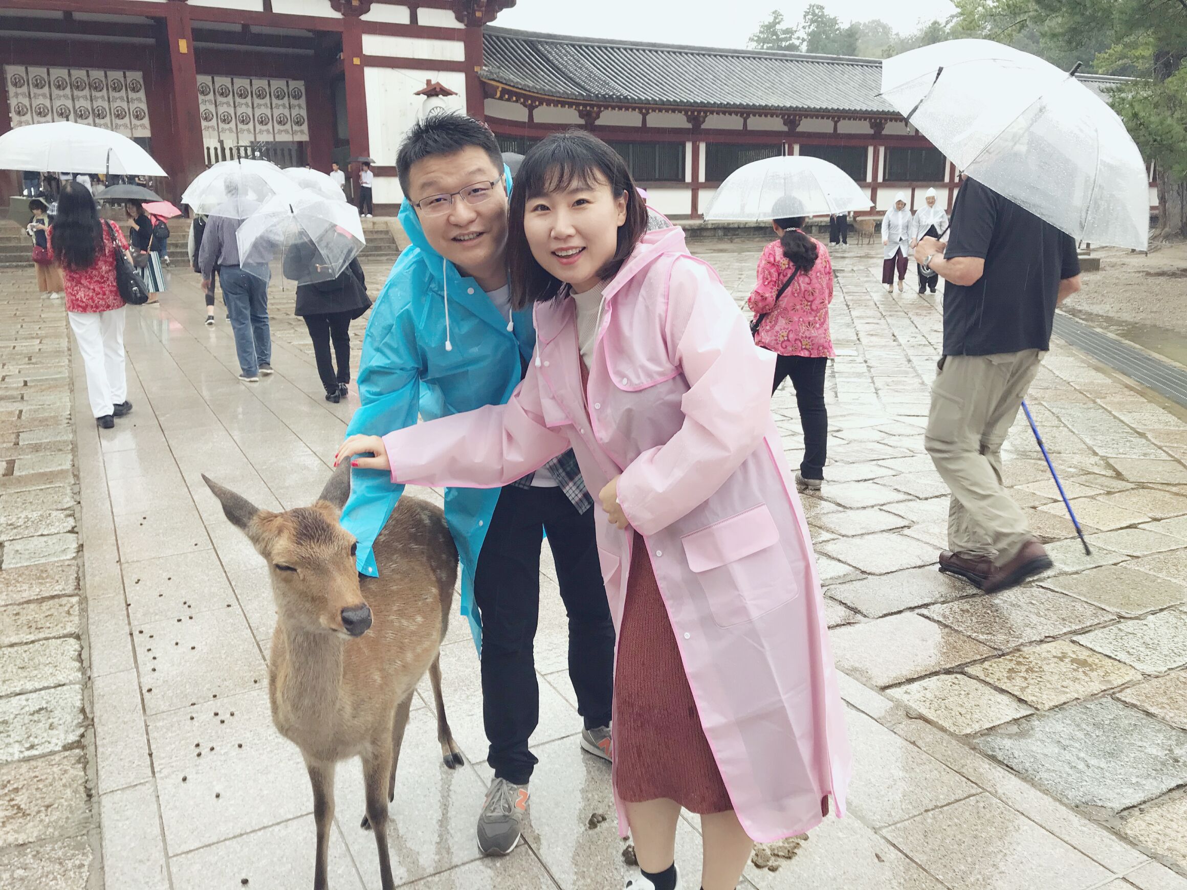 日本本州六日游攻略,日本本州旅游六日游