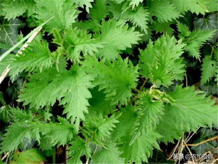 碰到像针扎,以前遇到绕着走,如今才知价值高,有人拿它当菜吃