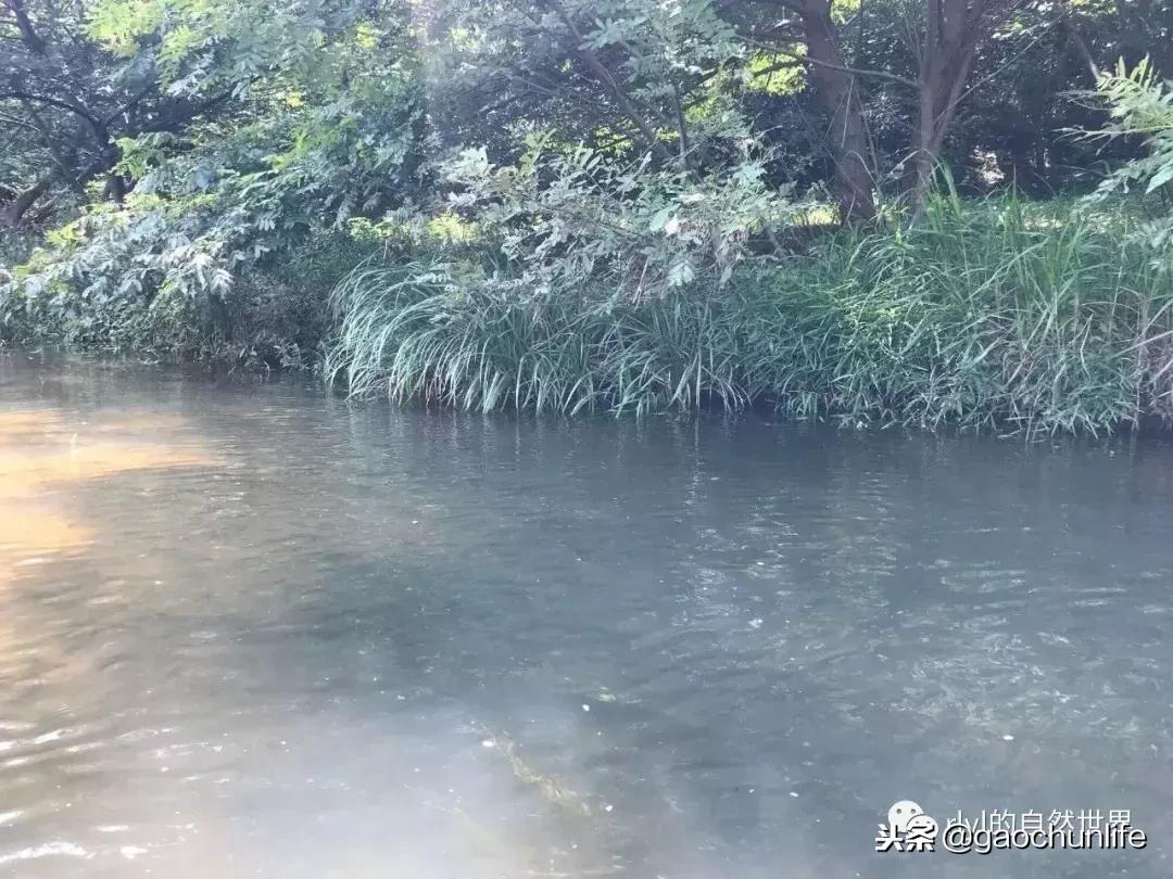 草龟难养,养草龟笔记