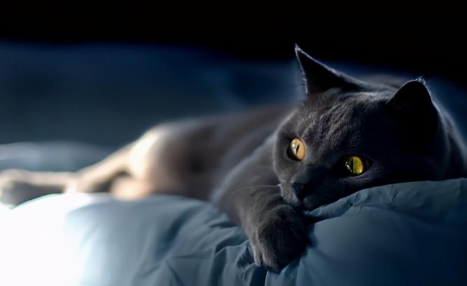 什么样的猫才是旺家猫,猫的九大习性代表着什么