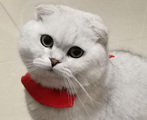 五千块钱买猫,五千块的猫咪