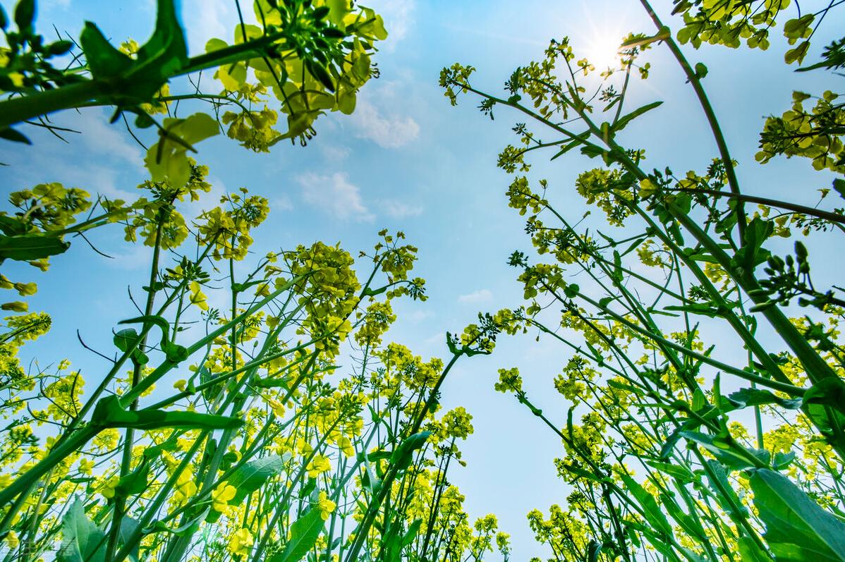 马老汉和他的疯老婆