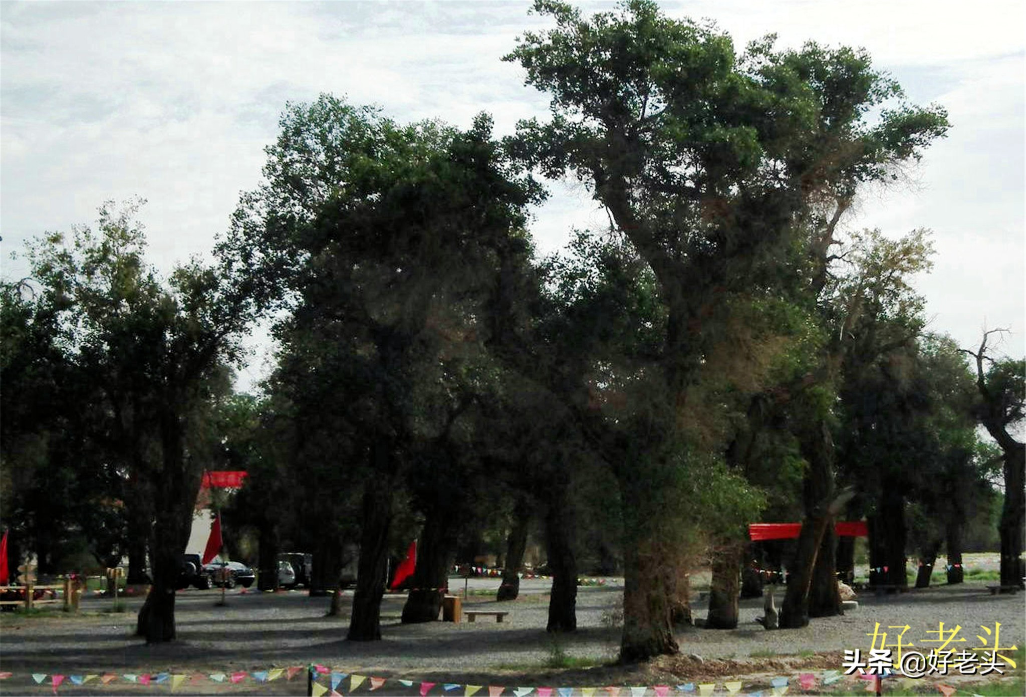 库尔勒轮台胡杨林风景区,胡杨林景区轮台