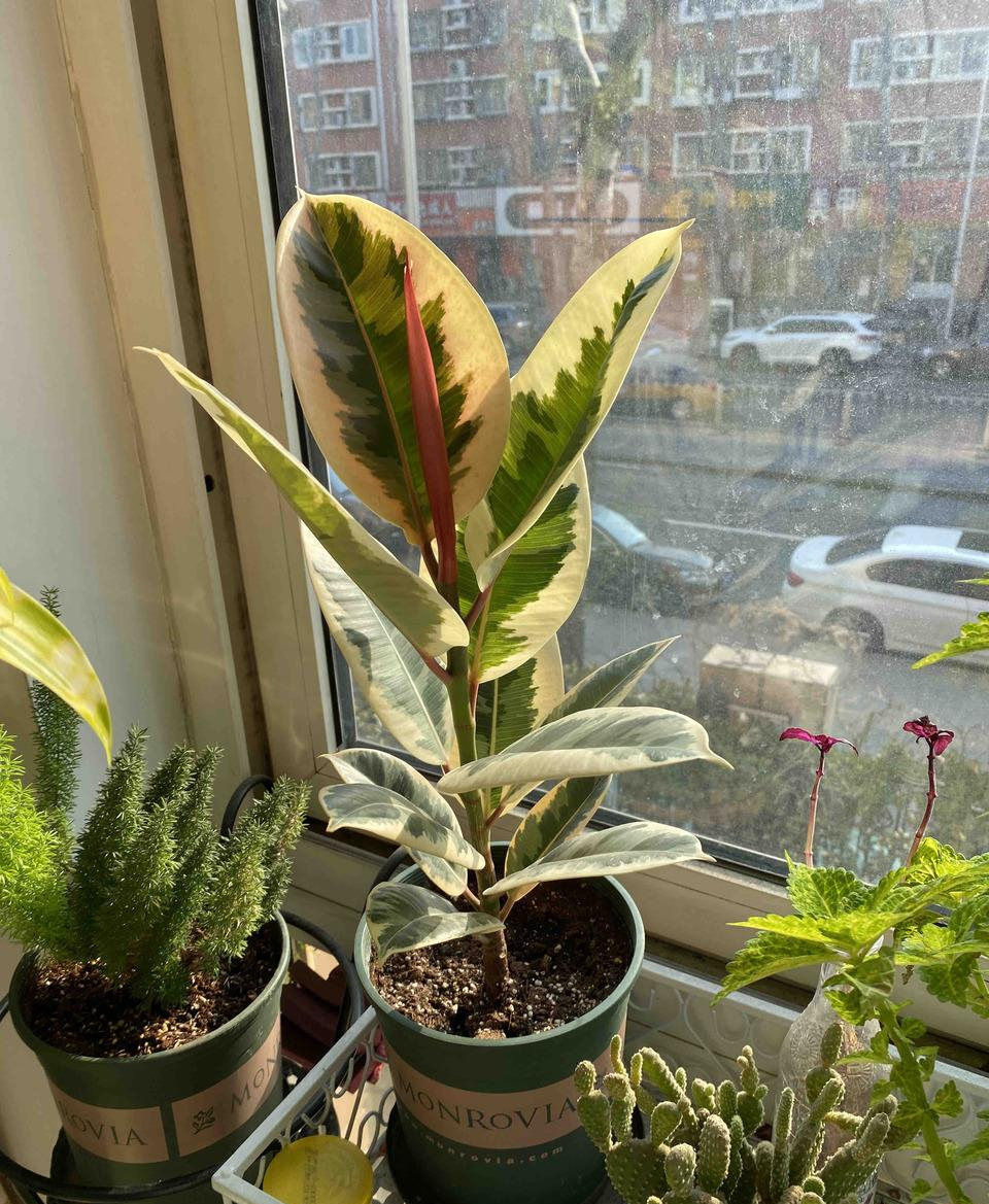 十月适合养什么花,十月现在季节养什么花不怕冷