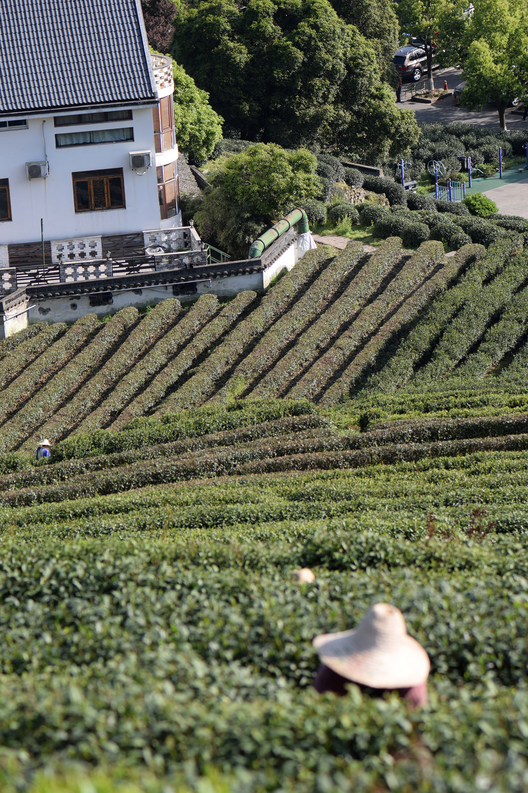 从业十年我所经历的火爆和低迷,茶行业真实揭露