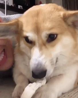 狗狗牙不齐视频,狗狗牙不完整