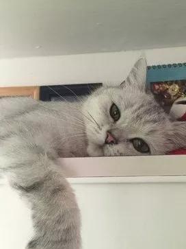 萌宠动物顾问,萌宠顾问的职责