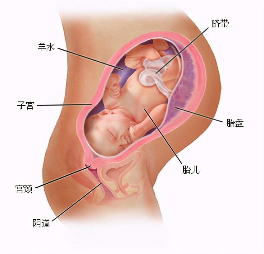 产后喂母乳妈妈不长肉怎么吃,产后多吃这些涨奶不长肉