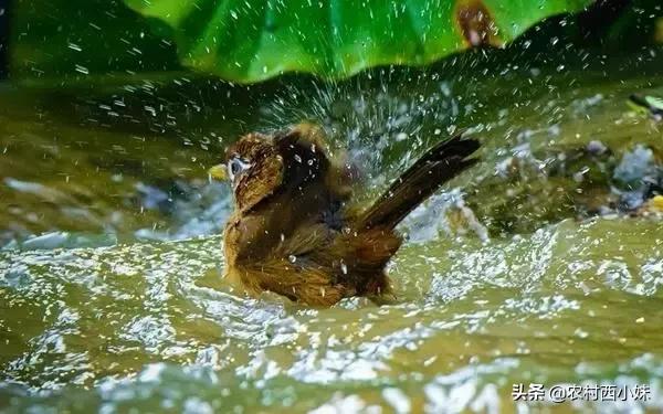 画眉鸟不肯乖乖“洗澡”怎么办？这3大因素，鸟友先要知晓