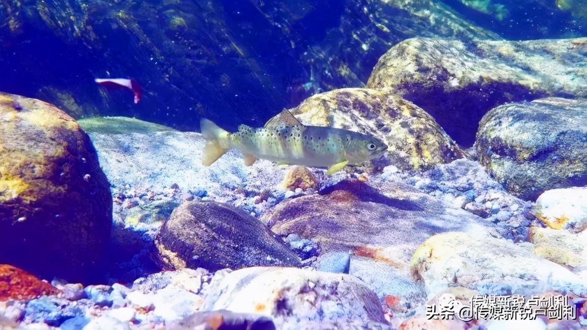 秦岭细鳞鲑科普,秦岭细鳞鲑百科介绍