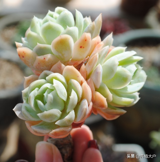 多肉冰玉怎么养才好,冰莓多肉是爆崽还是开花