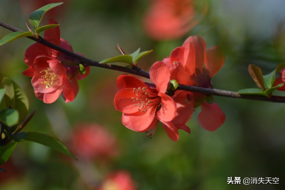 合肥杏花公园,合肥杏花公园相亲每周时间安排