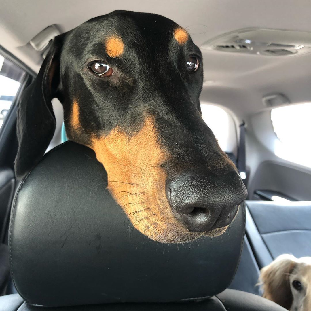 宠物的残忍手术,宠物医院对宠物残忍的手术