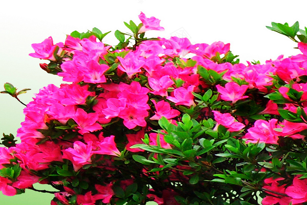 中国十大传统名花的植物文化,简述我国十大传统名花及其花文化