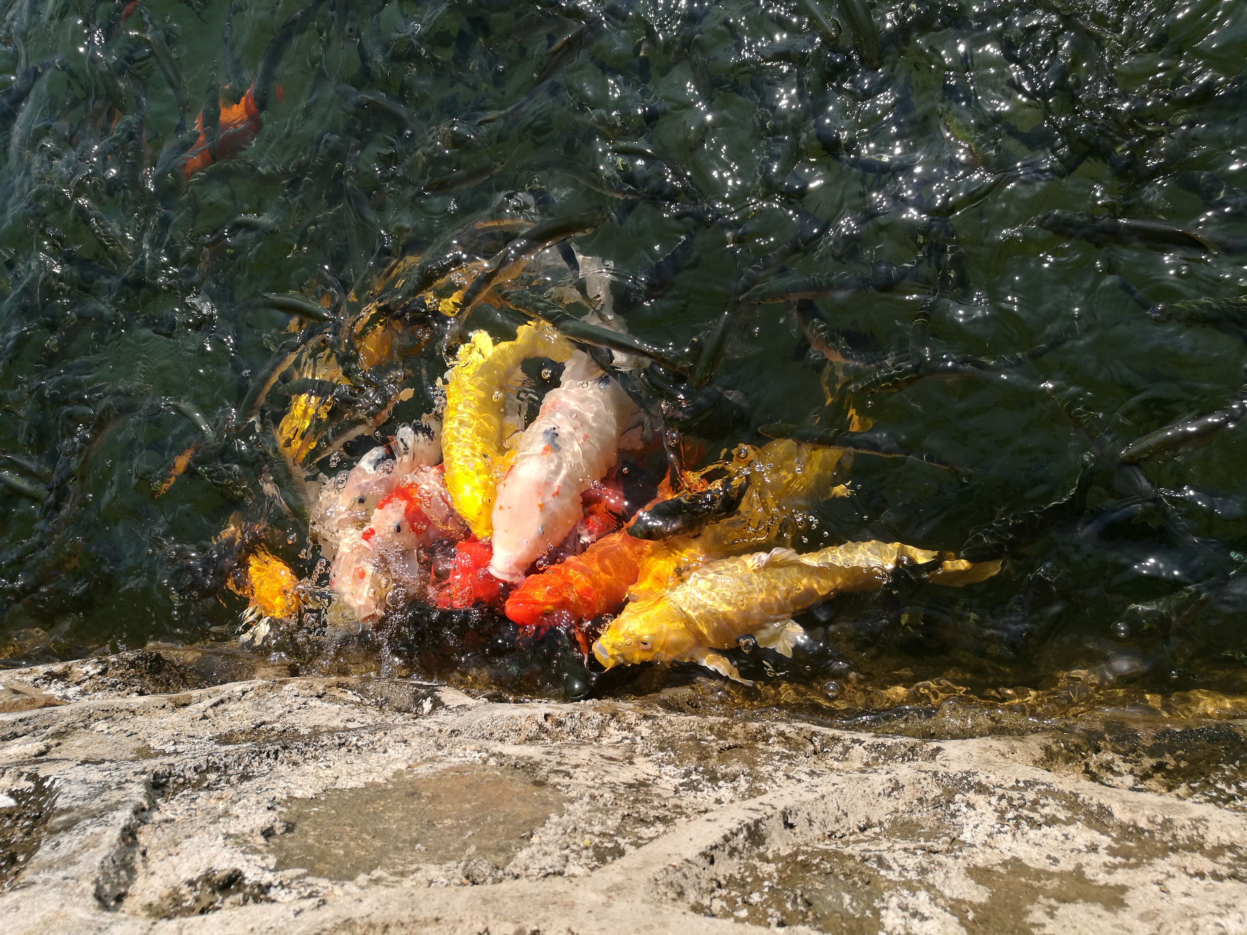 网箱养殖致富项目,发展网箱养鱼带动村民致富