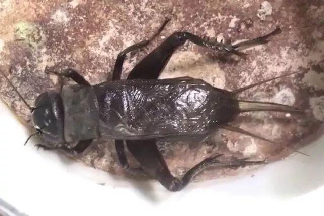 百艺杂谈，教你鸣虫界的八句“黑话”