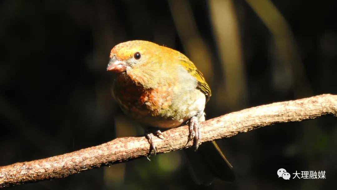 李博洋全部视频,李博洋清华大学
