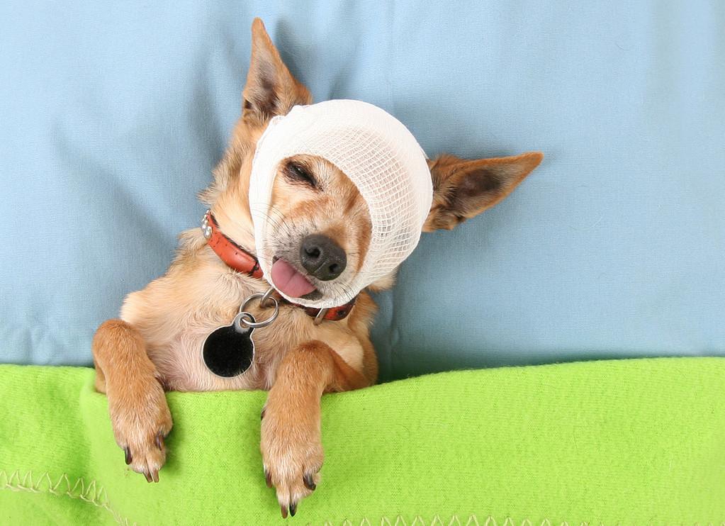 狗狗吃了驱虫药没拉虫子怎么回事,狗狗吃了驱虫药没有食欲拉稀