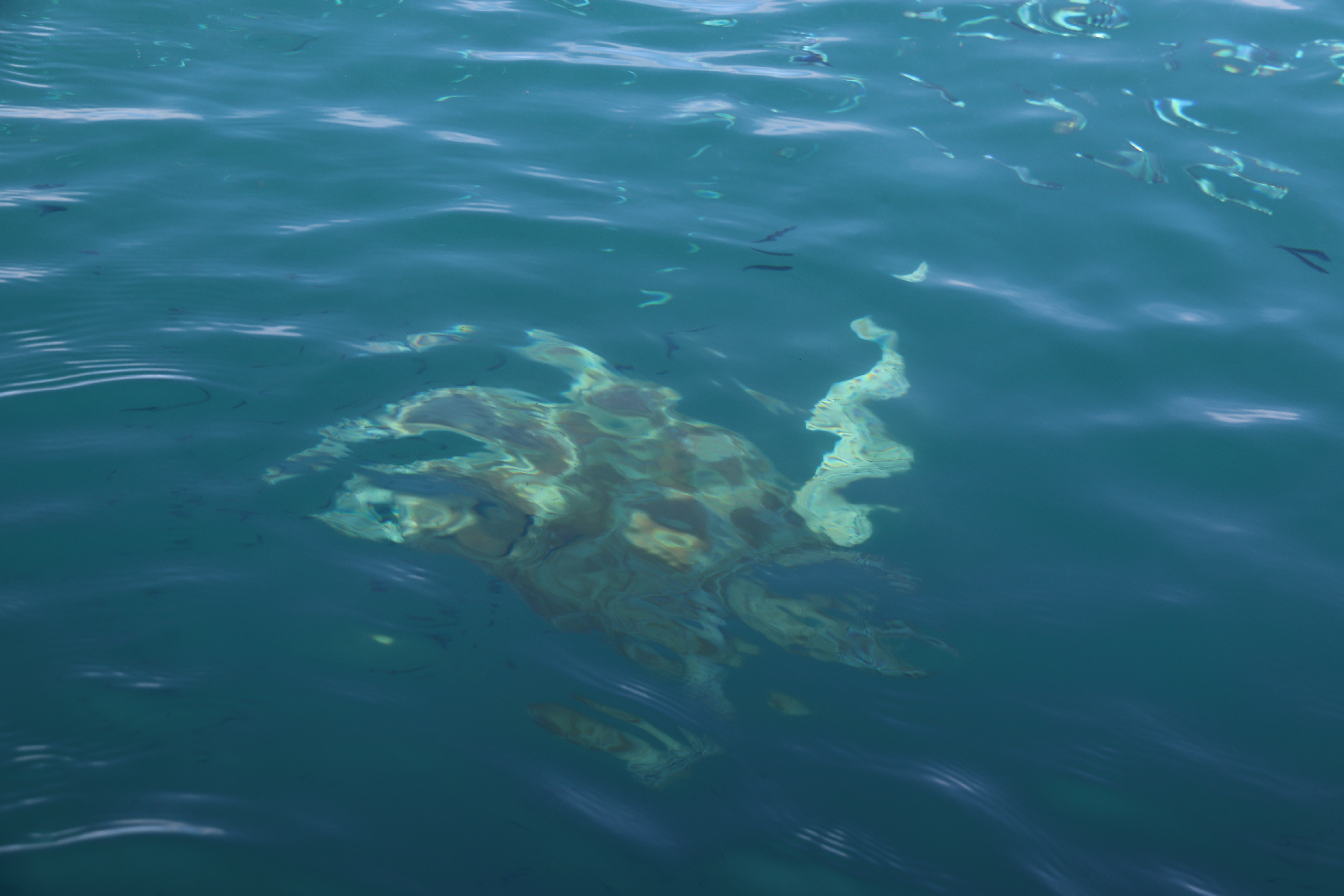 2018马来西亚之旅留影,2019回眸