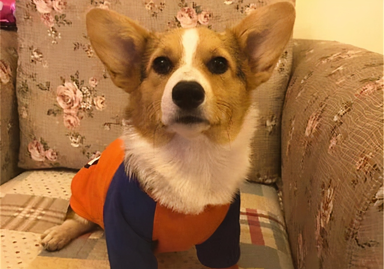 狗狗从来不在家拉尿突然尿家里了,狗狗尿呈红褐色的原因和治疗方法