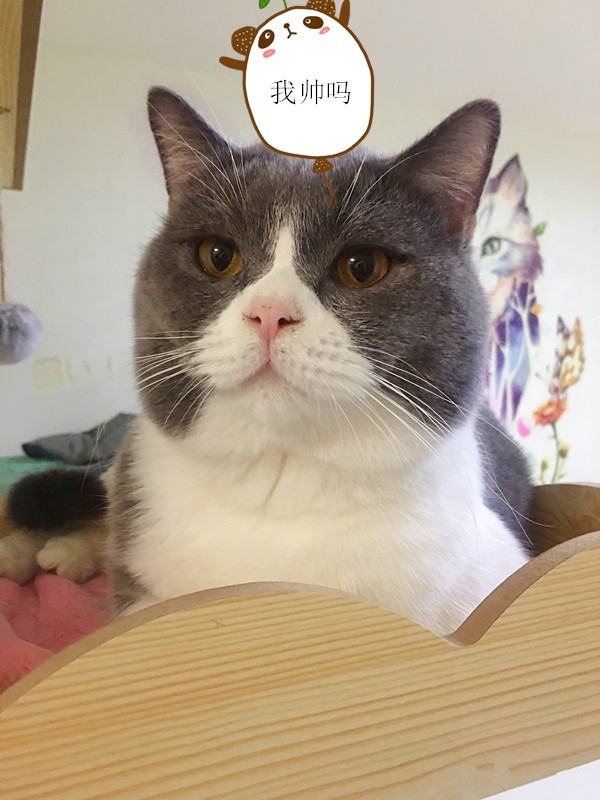 怎么防买到星期猫,如何避免在市场买到星期猫