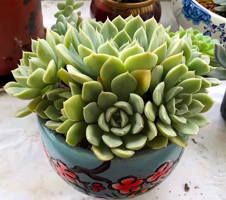 顺风不浪逆风不怂文字图片,顺风不飘逆风不怂绝境不慌