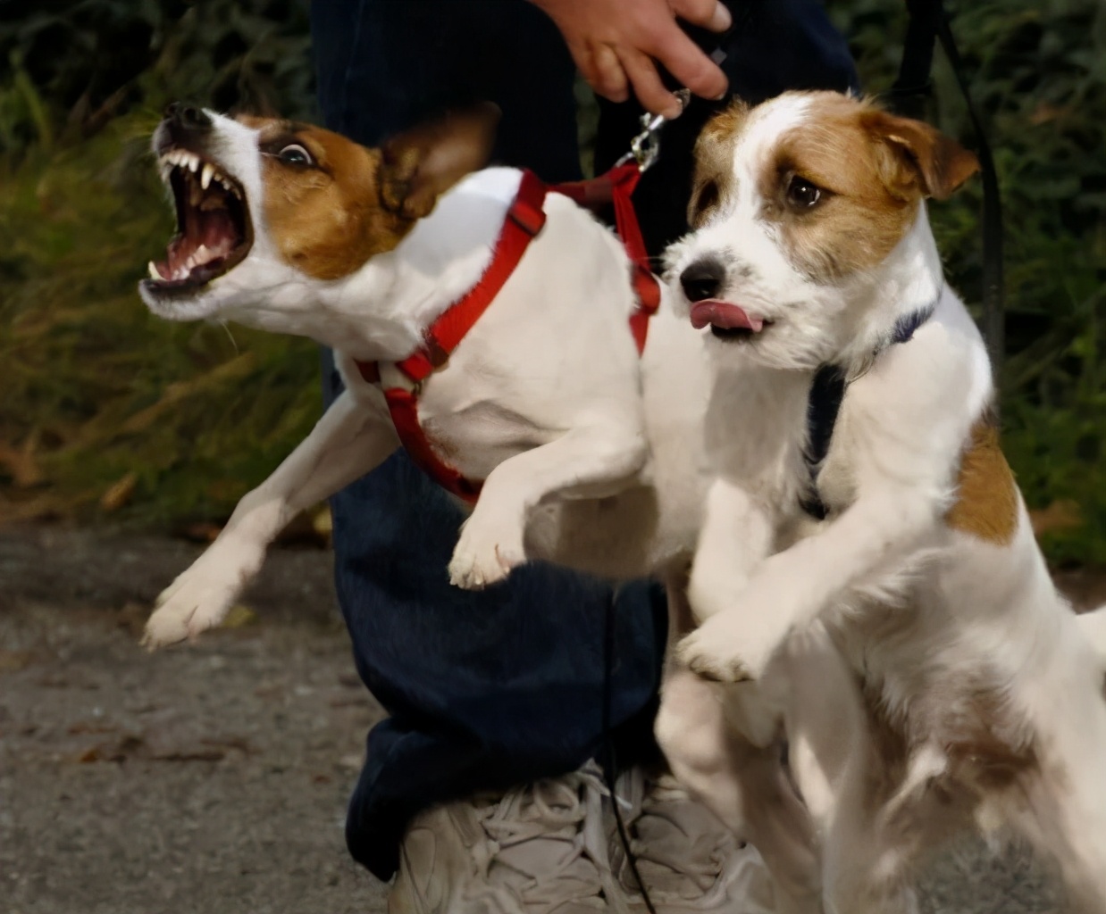 韩语狗的说法,狗在韩语什么意思