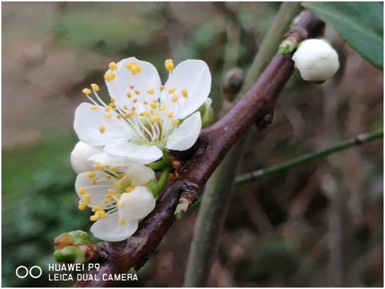 三月春色唯美诗句,阳春三月好风光诗词鉴赏