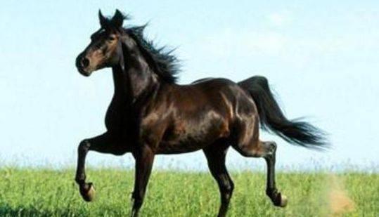 “汗血宝马”出西域，“欧尚汽车”自长安