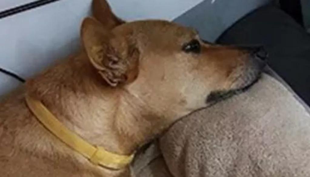 狗狗误食一点点巧克力会死吗,狗狗吃了巧克力轻微中毒的症状